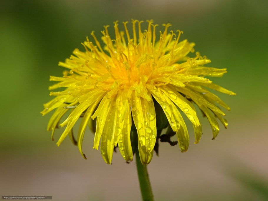 Одуванчик Куваева