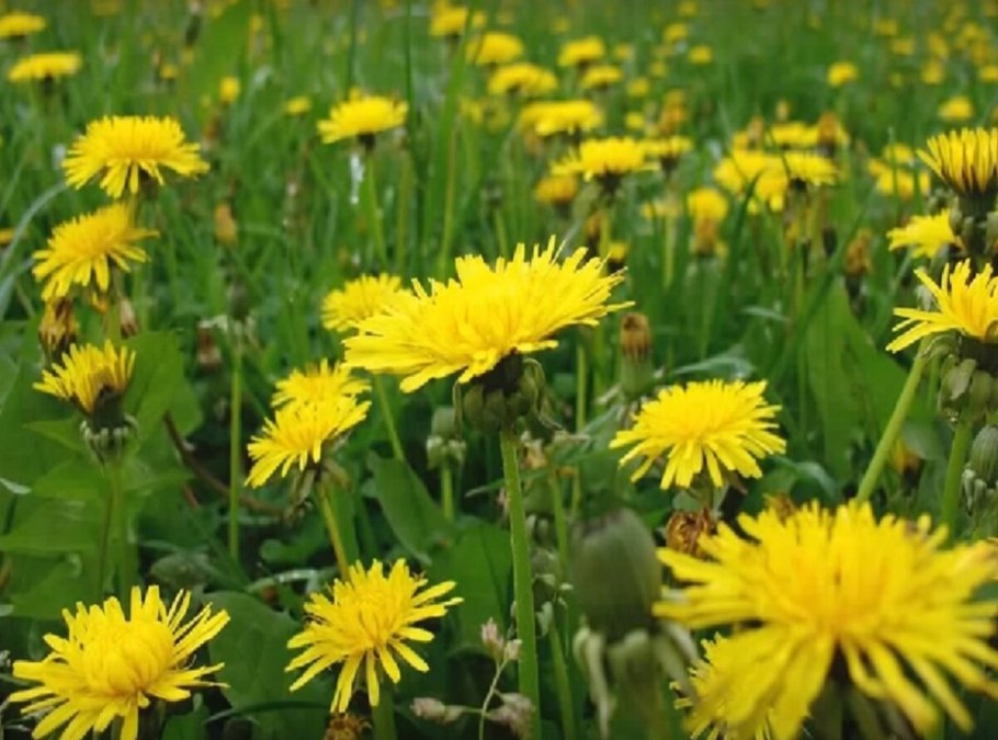 Лекарственные травы одуванчик