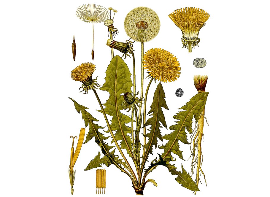 Одуванчик лекарственный- Taraxacum officinale web.