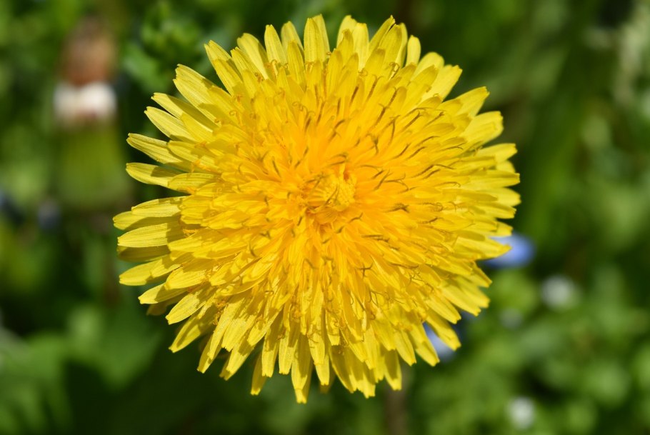 Одуванчика (Taraxacum SP.),