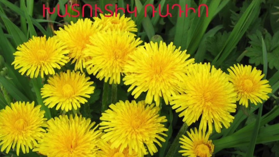 Одуванчик лекартсвенны