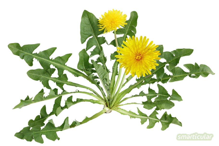 Лист одуванчика на белом фоне