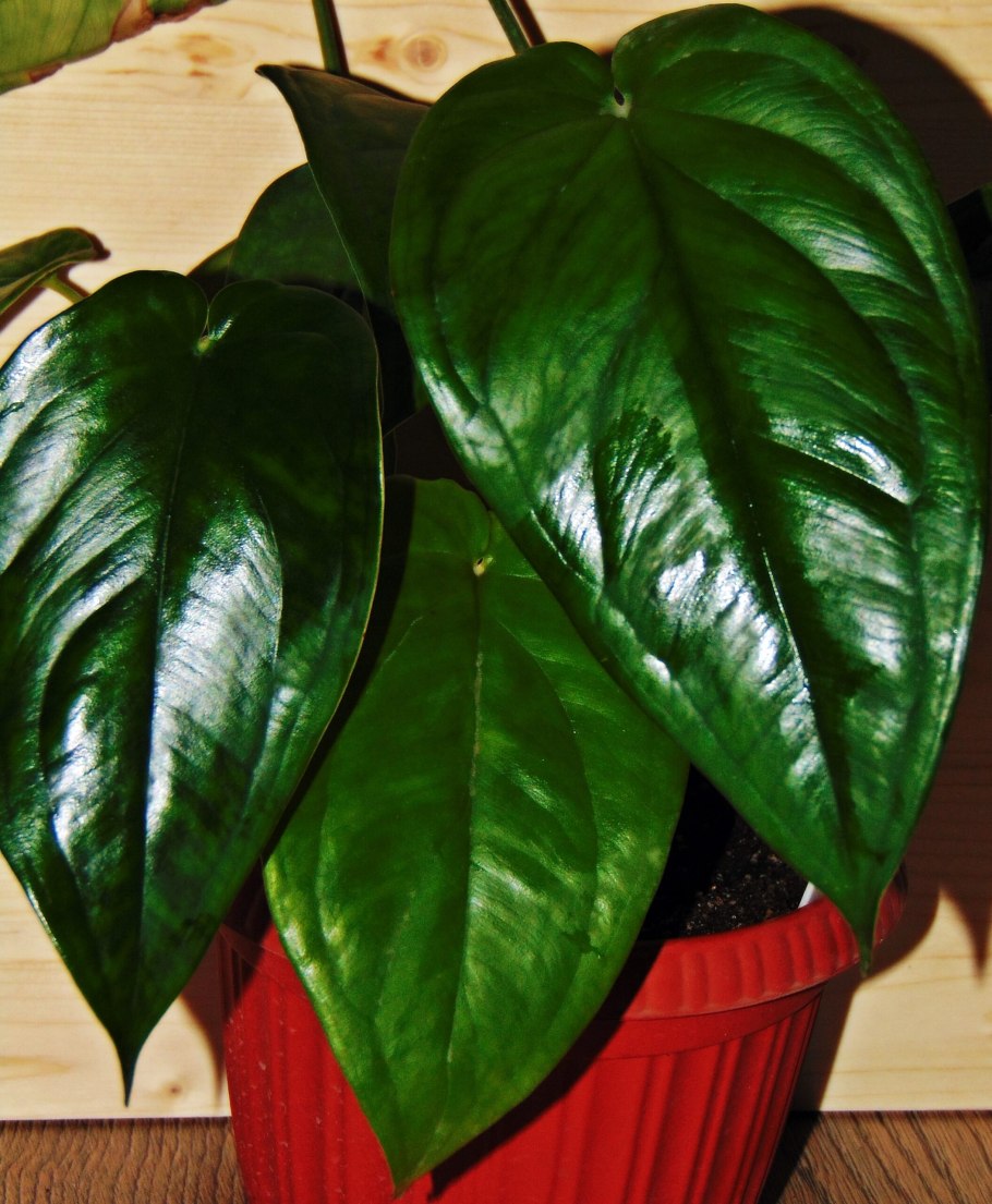 Сингониум macrophyllum