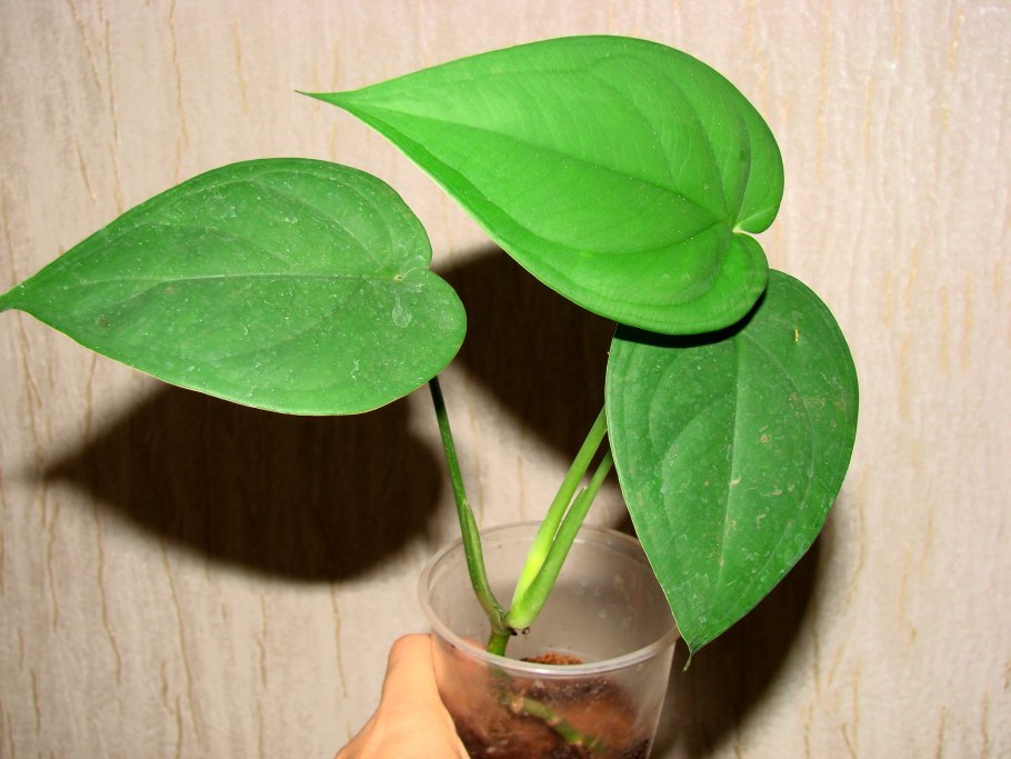 Сингониум крупнолистный