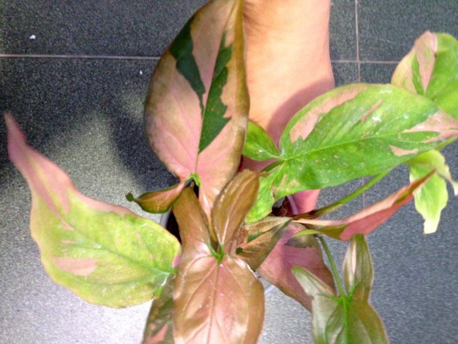 Сингониум крупнолистный