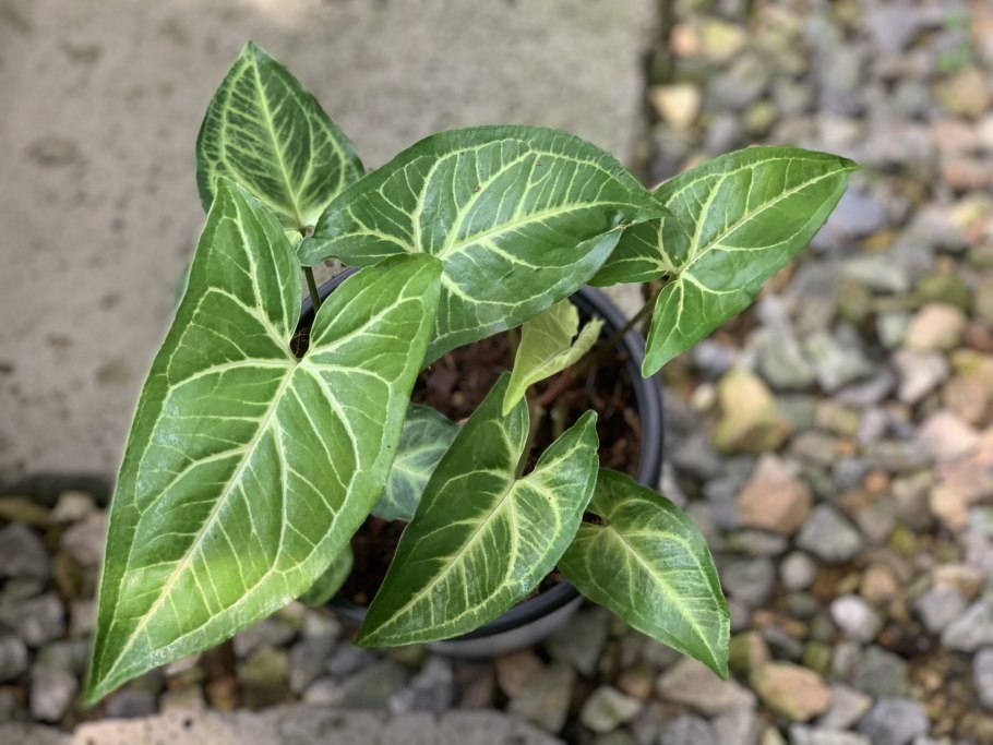 Сингониум Венатион