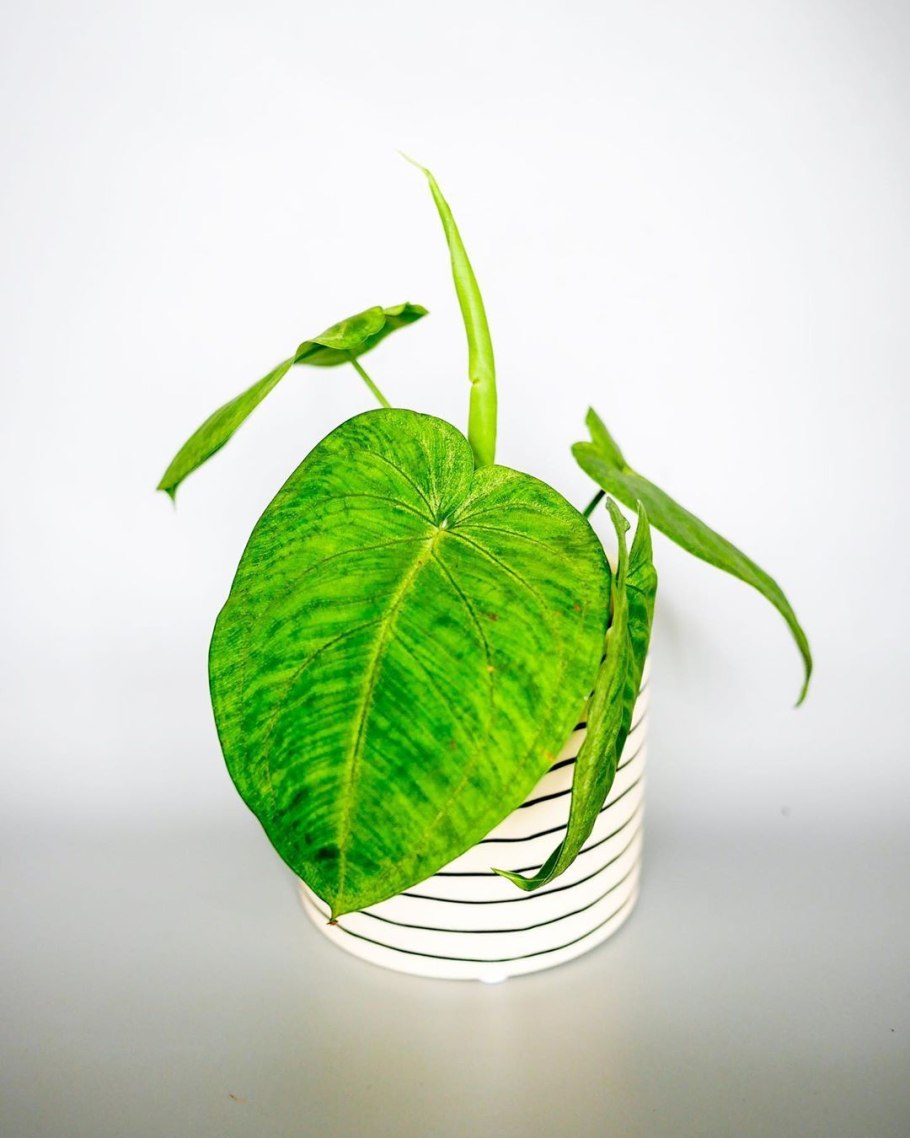 Сингониум Еллоу Пинк