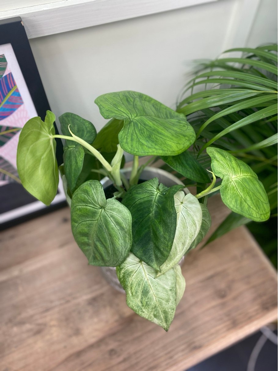 Сингониум macrophyllum