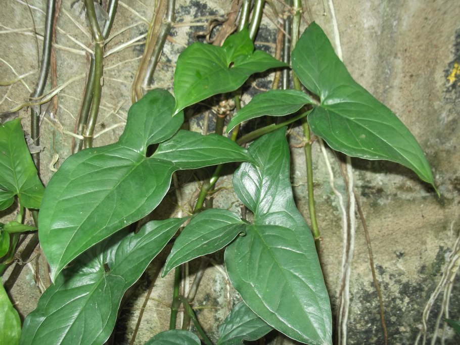 Сингониум macrophyllum