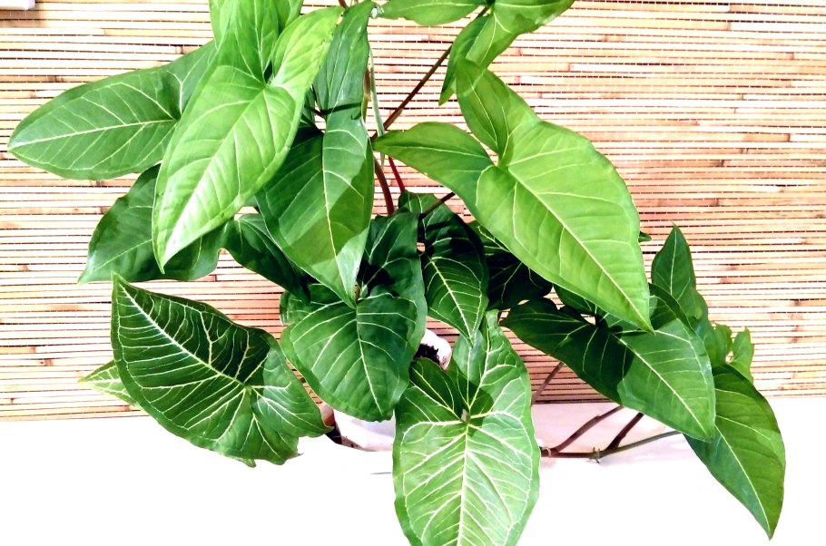 Сингониум зеленый