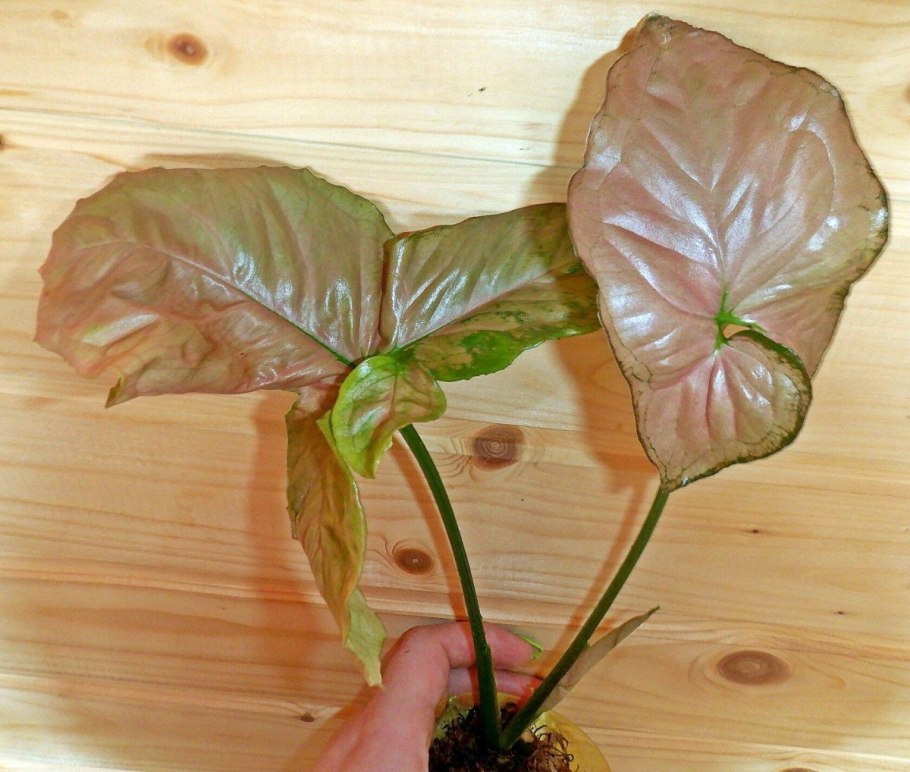 Syngonium Pink Flecked