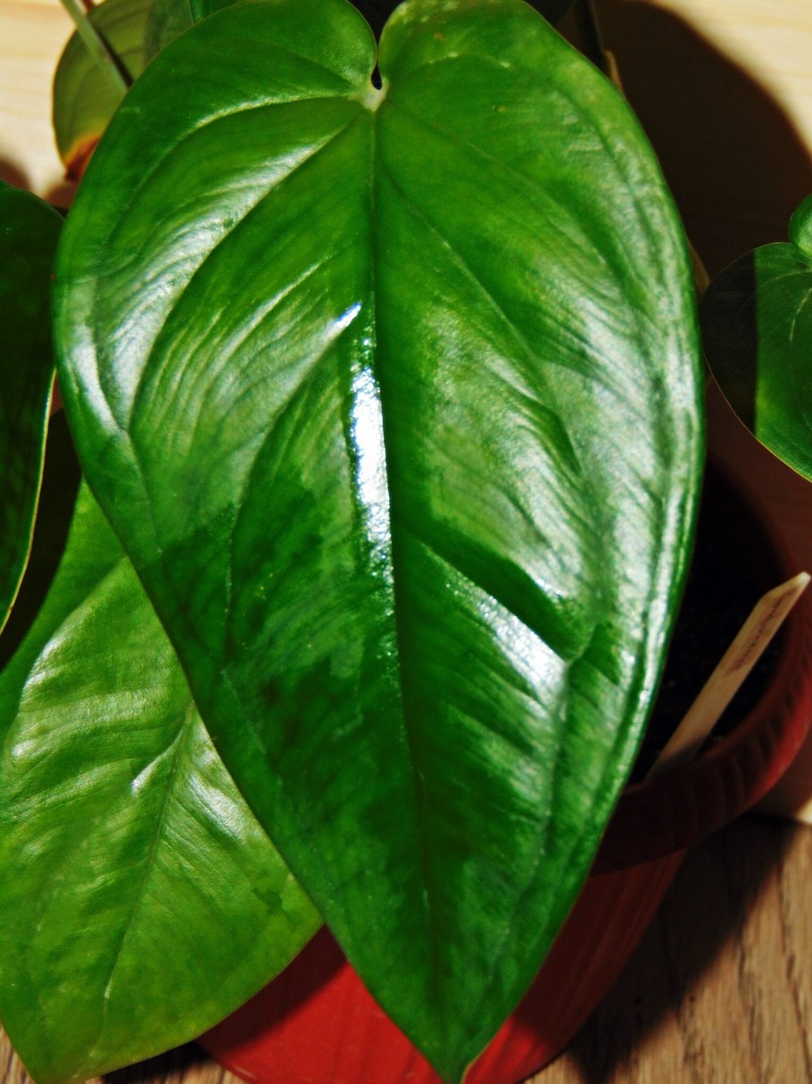 Сингониум Фростед Харт