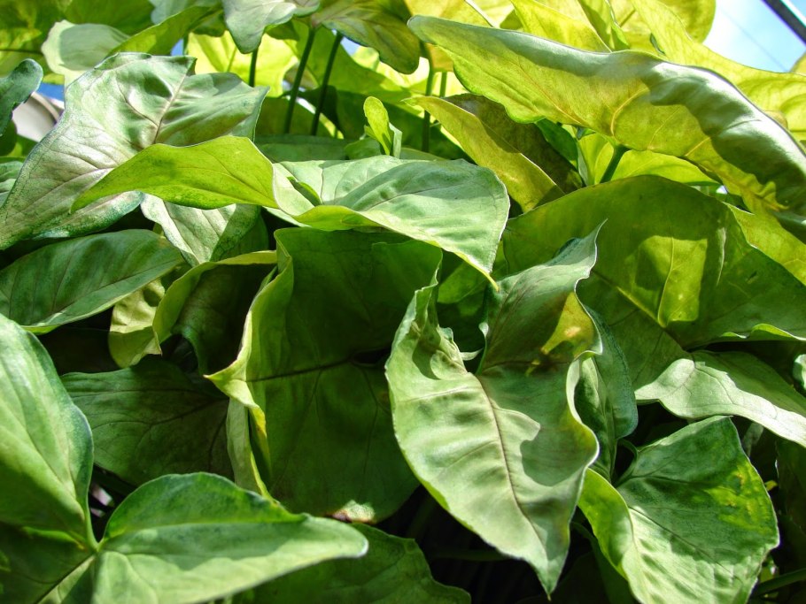 Сингониум Тиффани