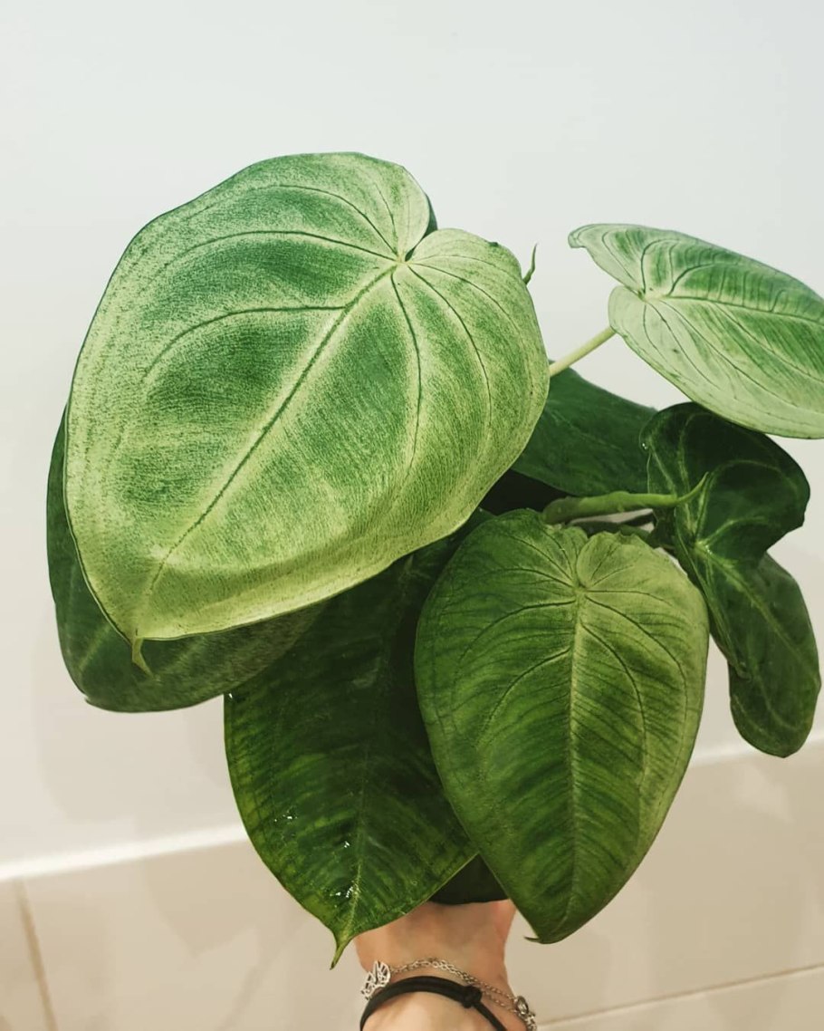 Сингониум трехлистный