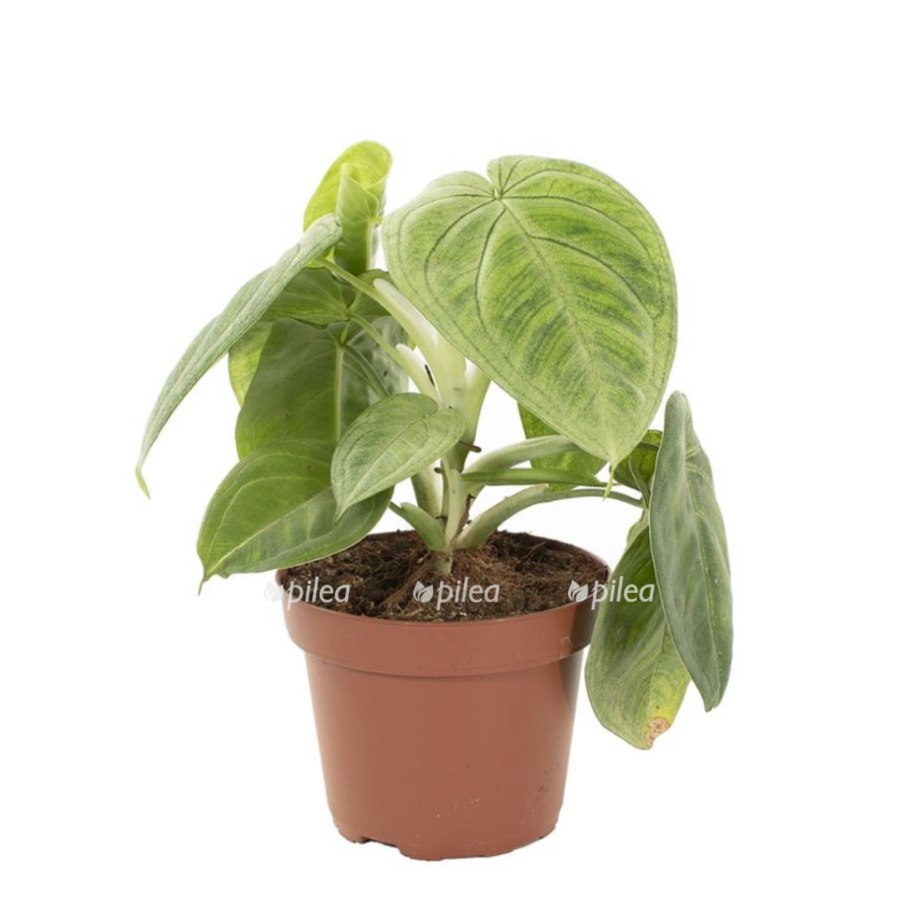 Сингониум Империал Йеллоу