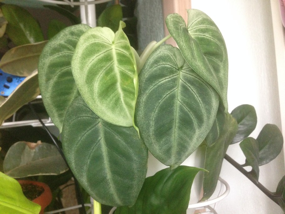 Филодендрон Макрофиллум