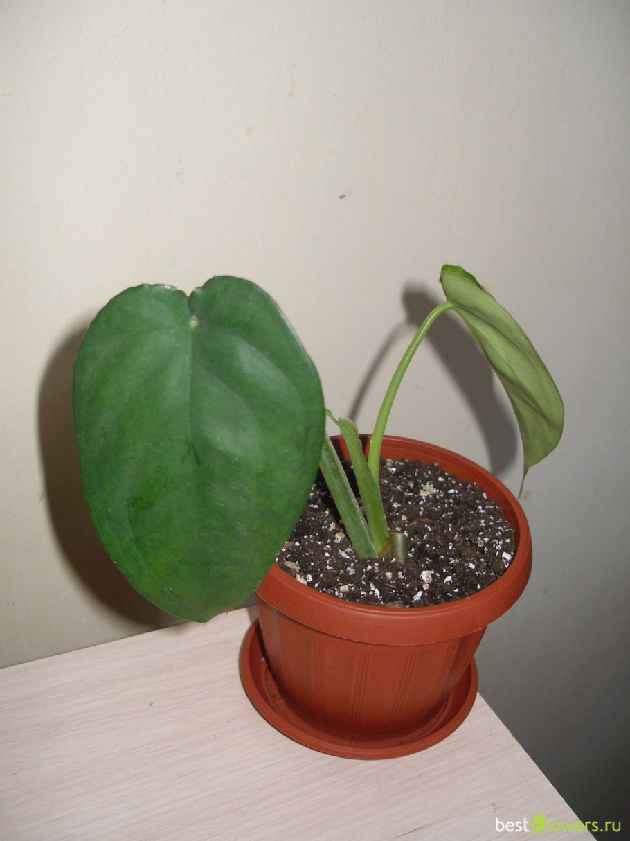 Сингониум Милк конфетти