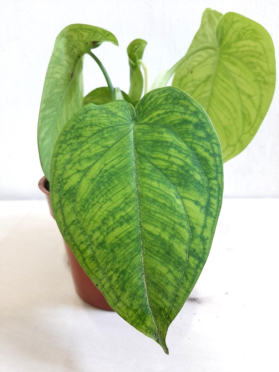 Опора для сингониума сердце