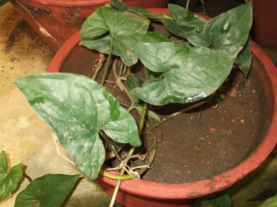 Сингониум Фростед Харт