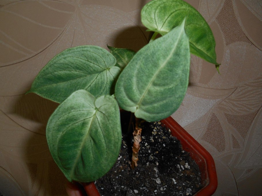 Сингониум macrophyllum Frosted Heart