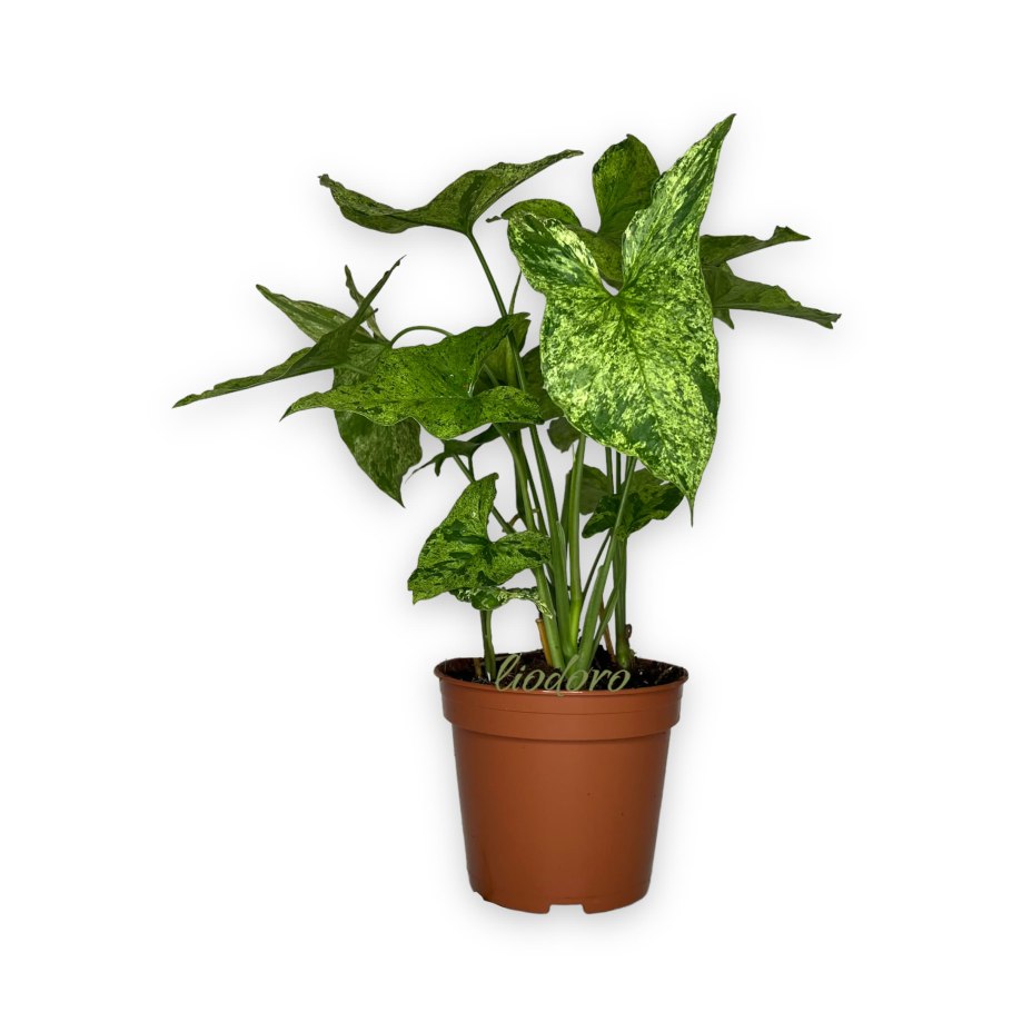 Сингониум podophyllum