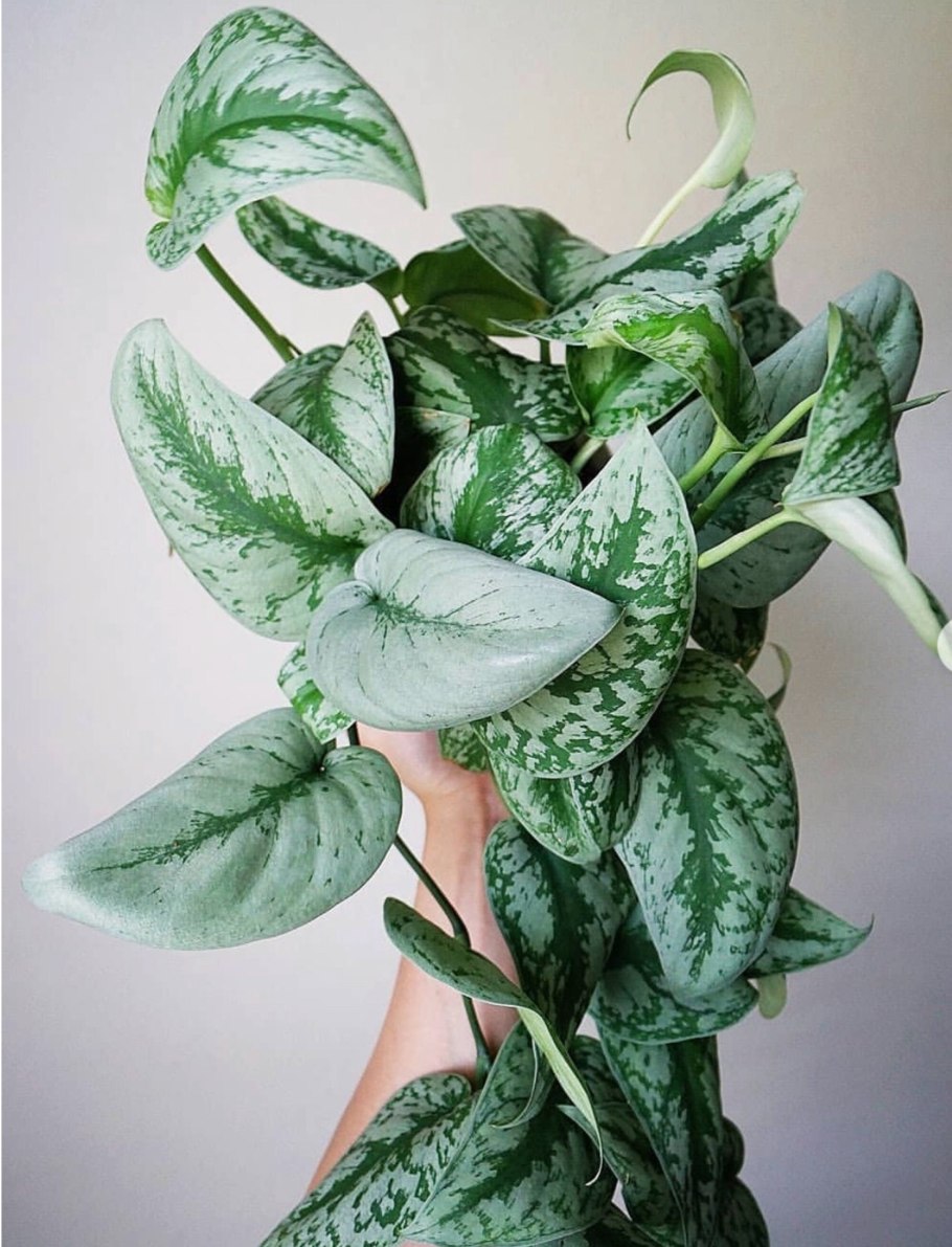 Сингониум Starlite