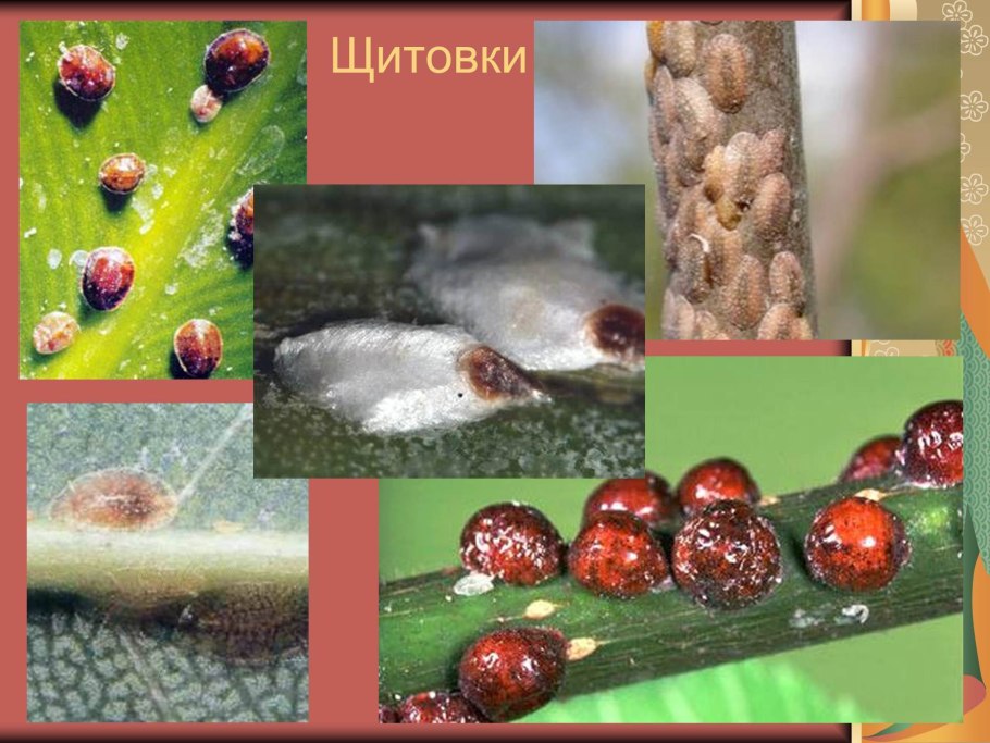 Кактусовая щитовка