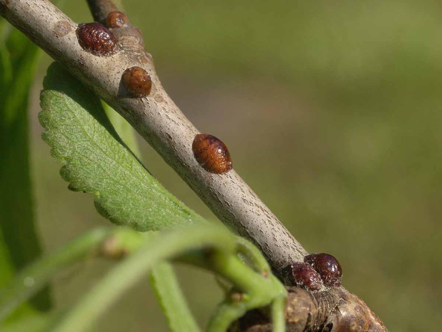Калифорнийская щитовка Quadraspidiotus perniciosus