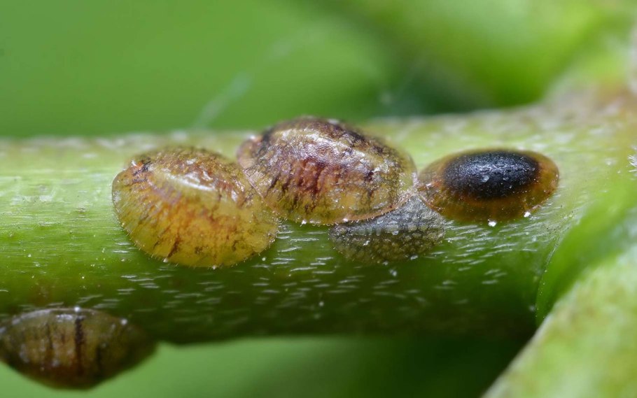 Виноградного мучнистого червеца (Planococcus Ficus);