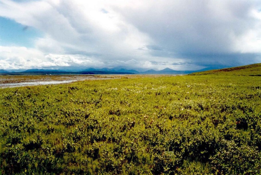 Чукотка тундра цветет