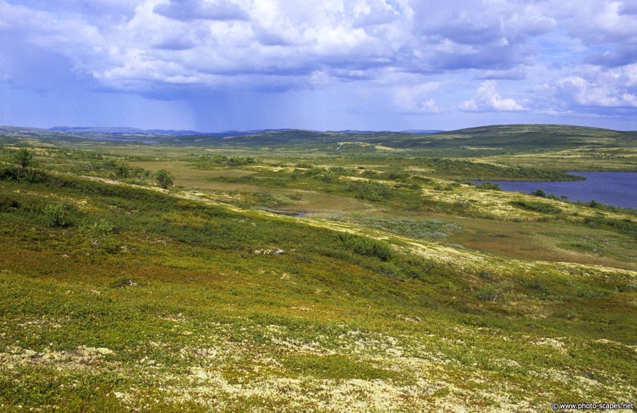 Тундра фото