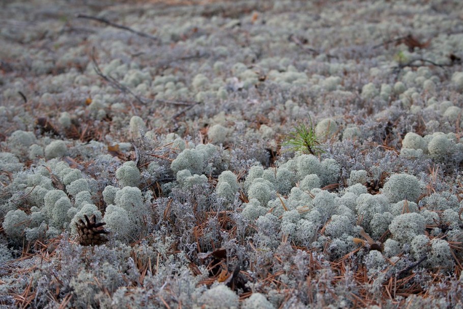 Карта природных зон 4 класс окружающий мир
