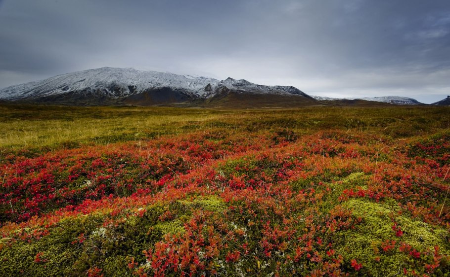 Купальница в тундре