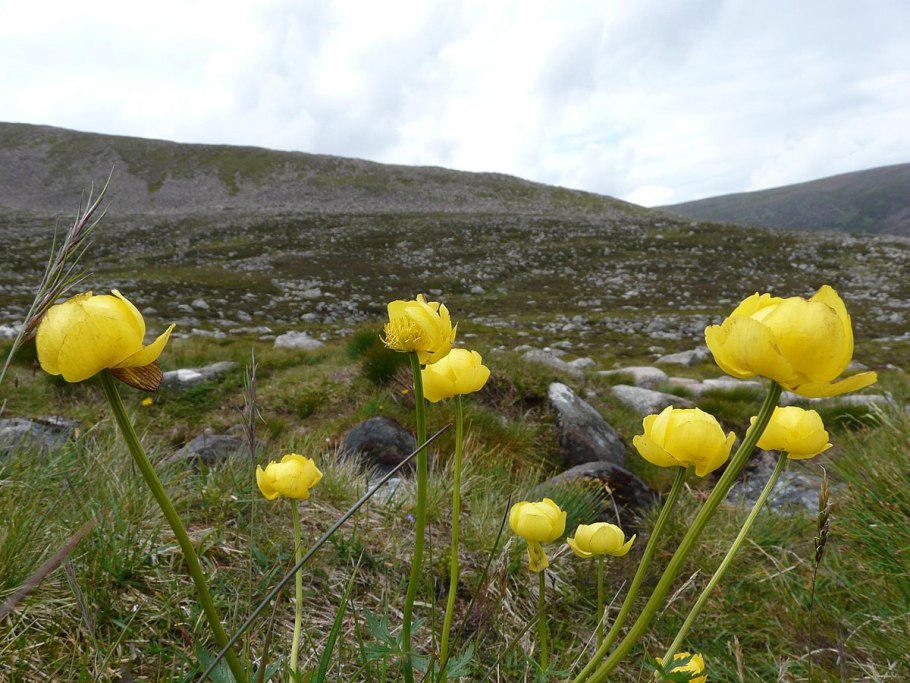 Новый Уренгой тундра