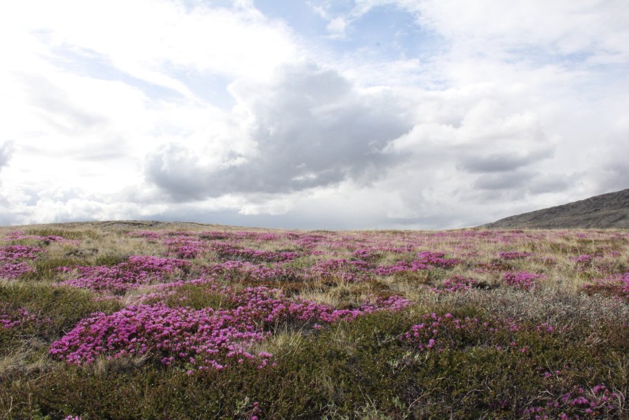 Кочкарная тундра