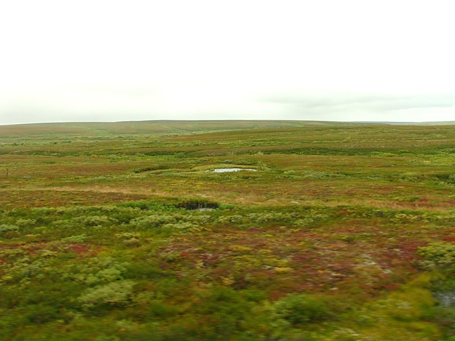 Воркута тундра летом