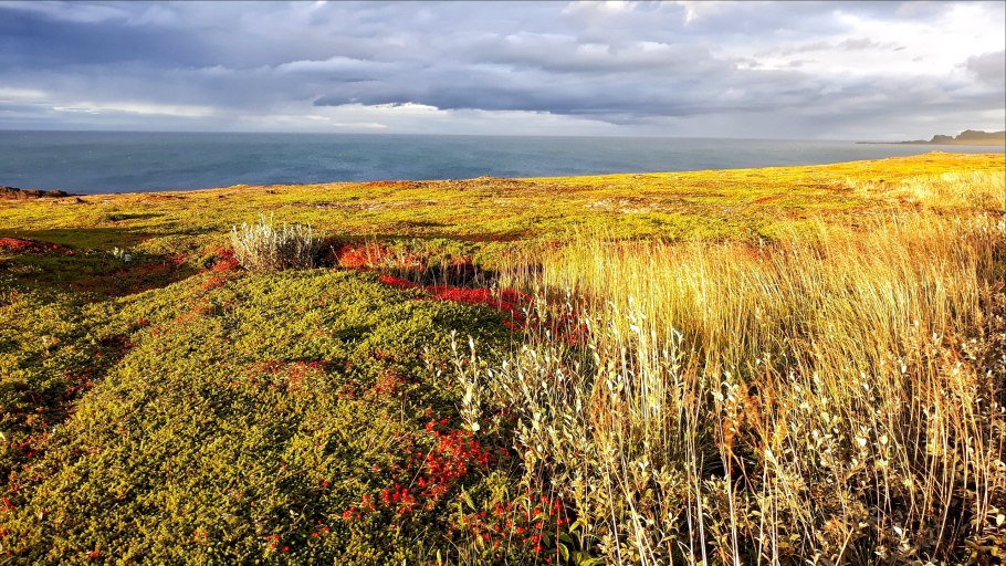 Плейстоценовая мегафауна Северной Америки
