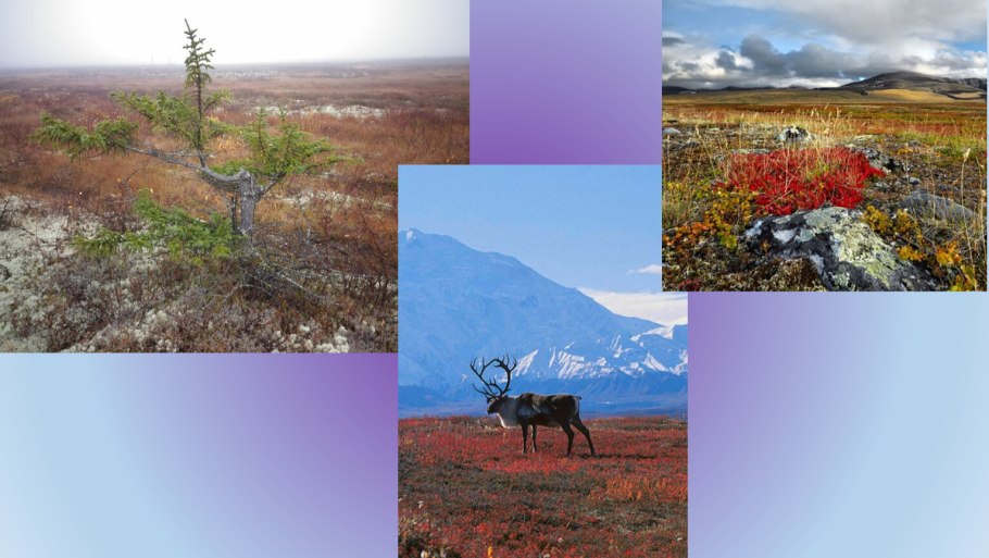 Плейстоценовая мегафауна Северной Америки