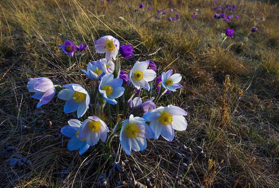 Прерии степь горы