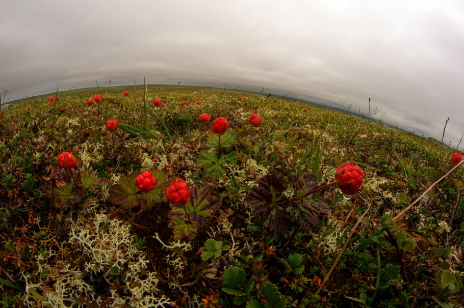 Чукотка тундра цветет