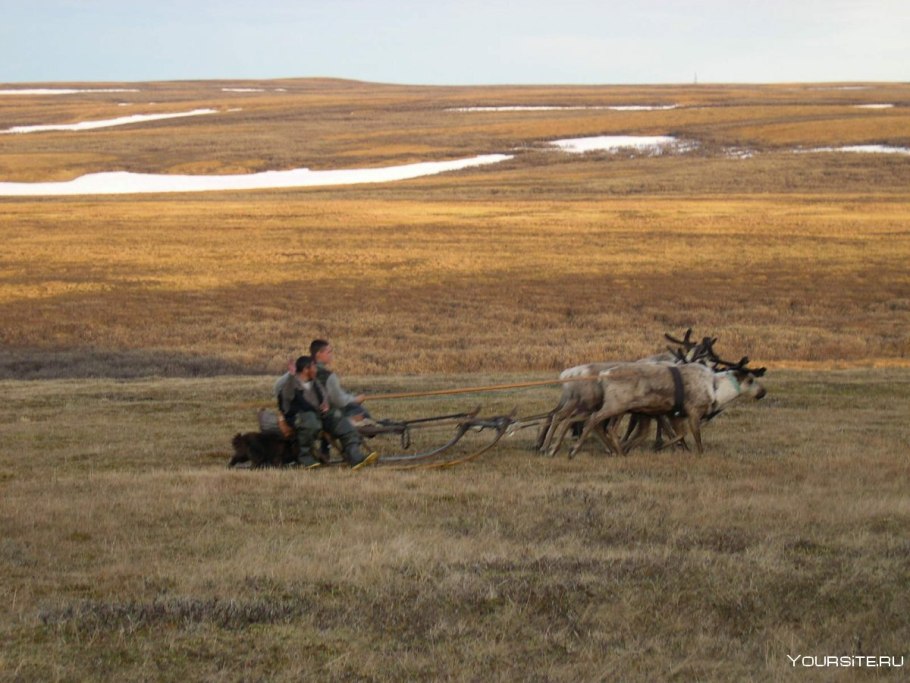 Низменности в дикой природе