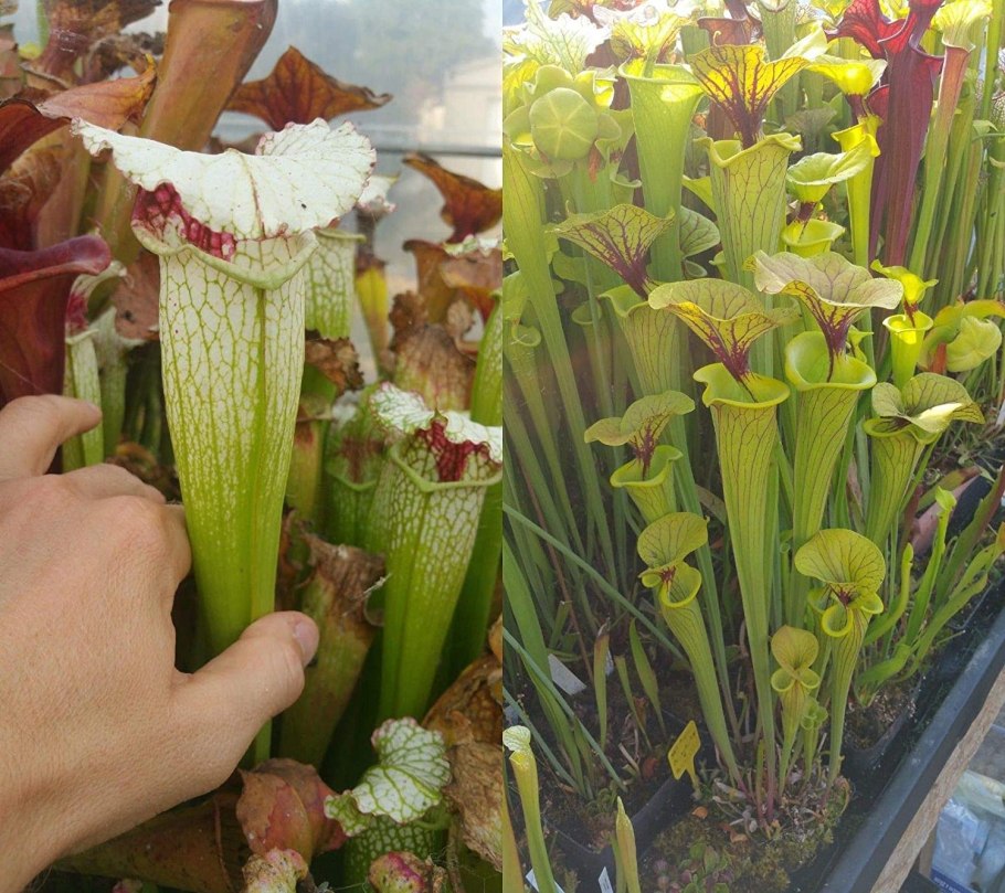 Саррацения (Sarracenia)