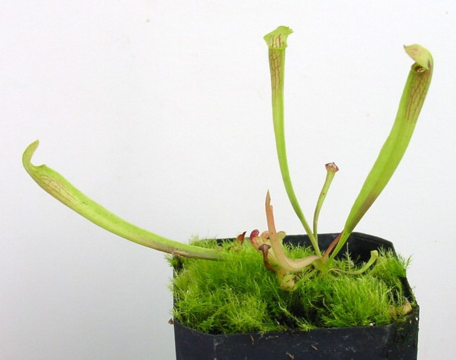 Саррацения (Sarracenia)