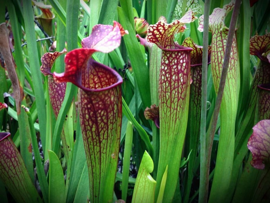 Саррацения (Sarracenia)