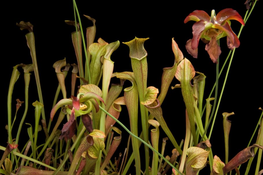 Саррацения (Sarracenia)