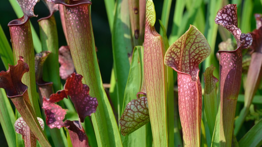 Саррацения (Sarracenia)