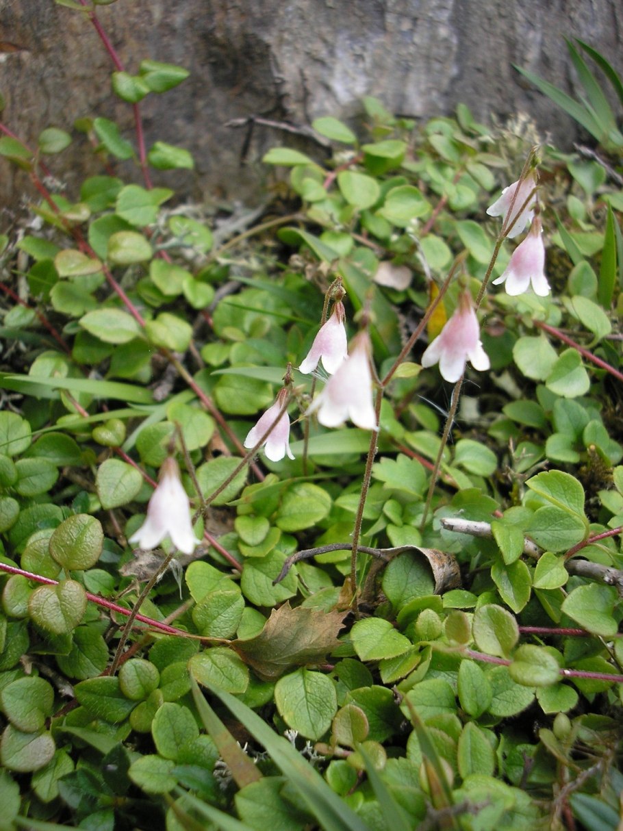 Растение Линнея Северная