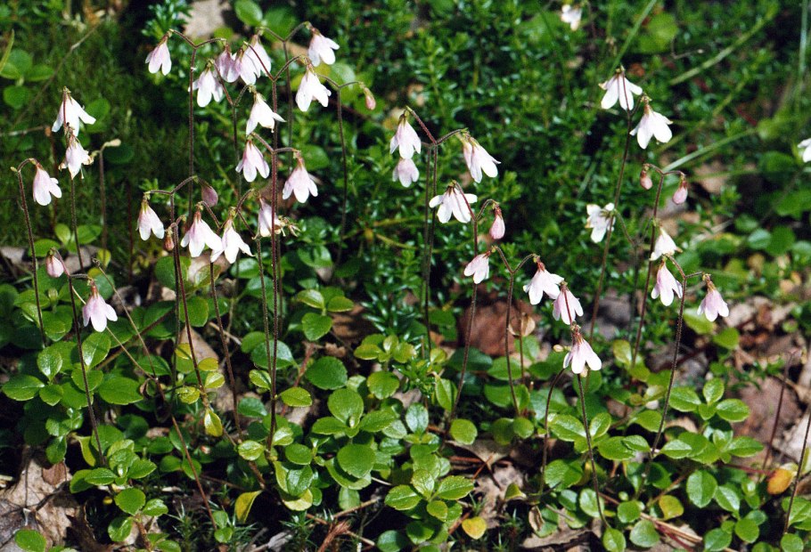 Linnaea Borealis