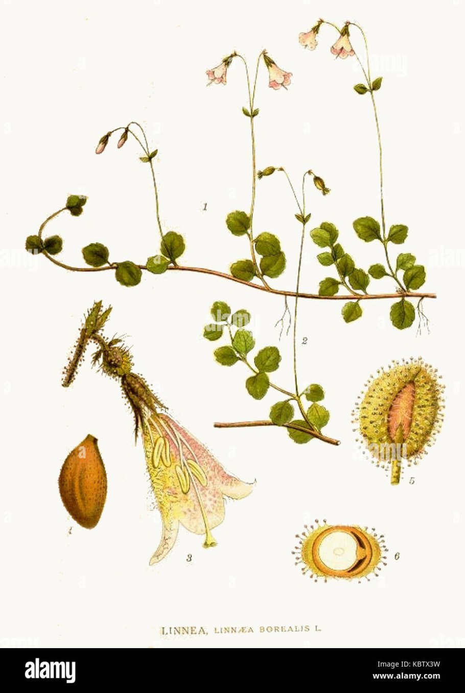 Линнея северная