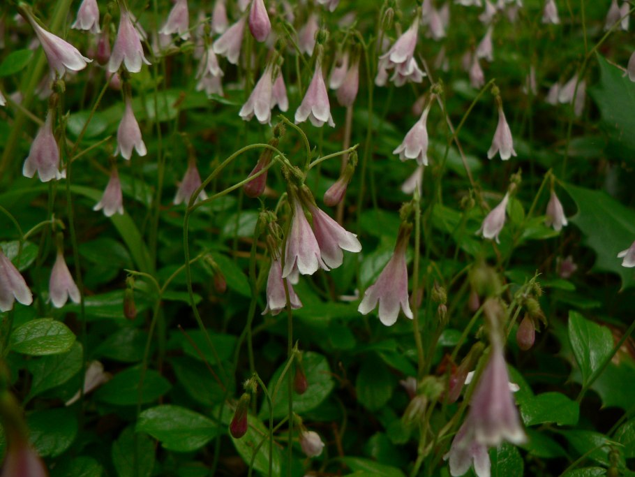 Linnaea Borealis